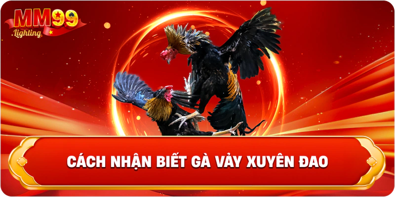 Cách nhận biết gà vảy xuyên đao